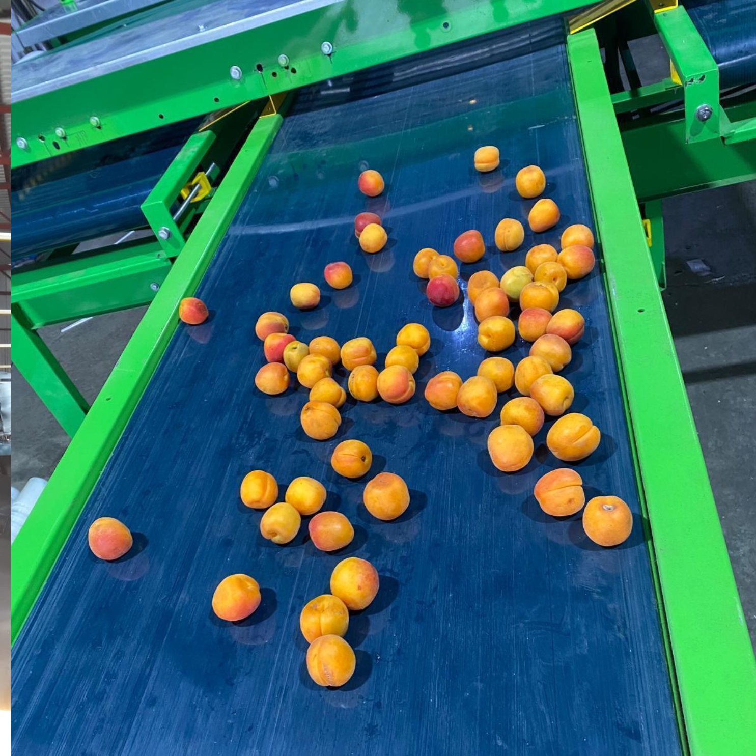 Kayısı Boylama Makinesi